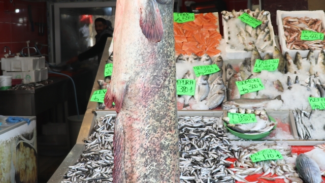 Amasya'da 2 metre uzunluğunda 50 kilogramlık yayın balığı avlandı