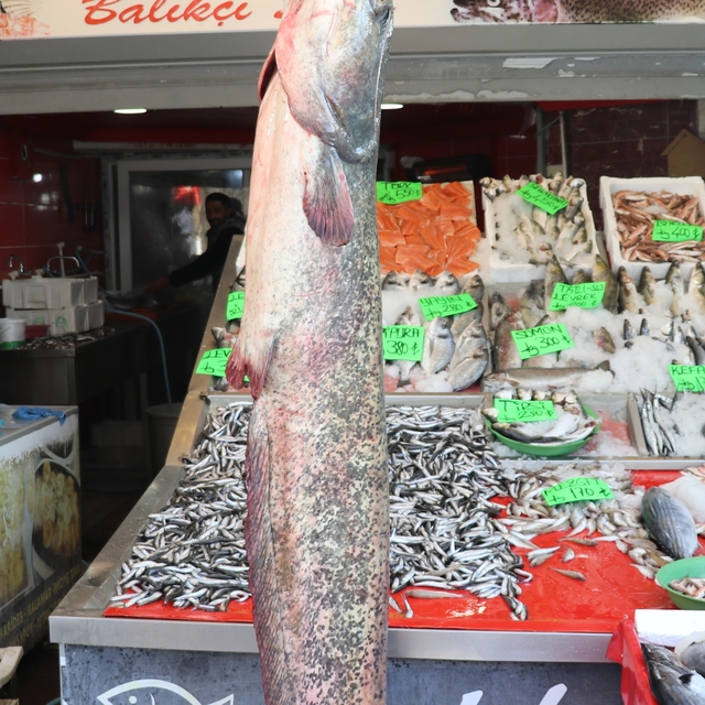 Amasya'da 2 metre uzunluğunda 50 kilogramlık yayın balığı avlandı