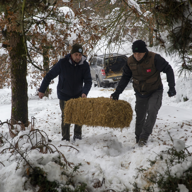 Bolu'da yılkı atları için karla kaplı arazilere yem bırakıldı