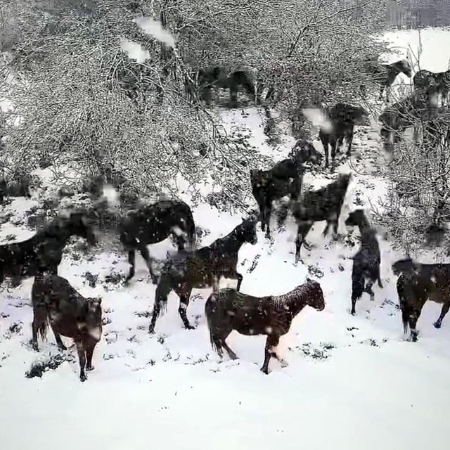 Bolu'da karlı havada yılkı atları görüntülendi