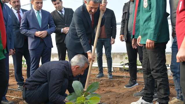 Şırnak Valisi Ekici, öğrencilerle tropikal meyve fidesi dikti