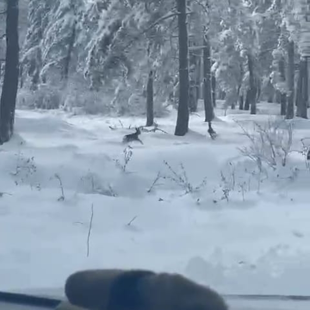 Karda koşan 2 karaca kamerada