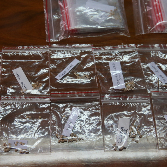 Biriktirdiği 64 çeşit domatesin ata tohumunu üniversiteye bağışladı