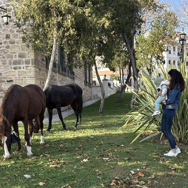 Tekirdağ'da başıboş 3 at, kent merkezine indi
