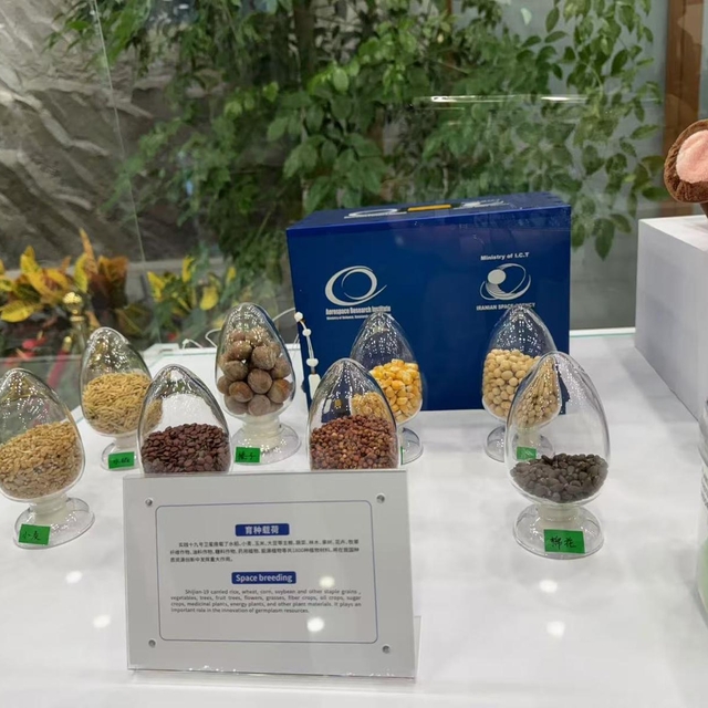 Türk akademisyenler yeni çeşit geliştirmek için uzaya tohum gönderdi