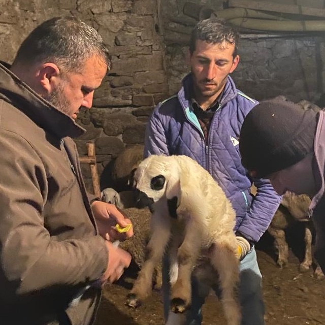 Beyşehir'de küçükbaşlara yönelik çalışmalar sürüyor