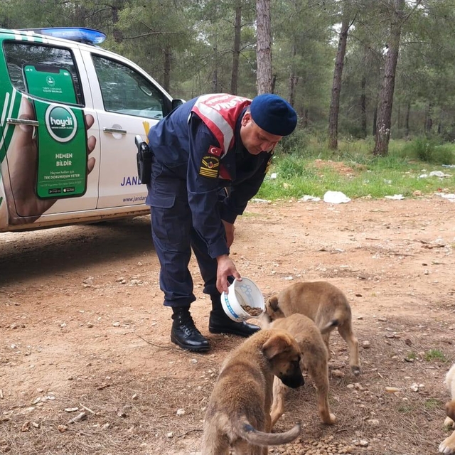 Antalya'da jandarma ekipleri sokak hayvanları için mama bıraktı