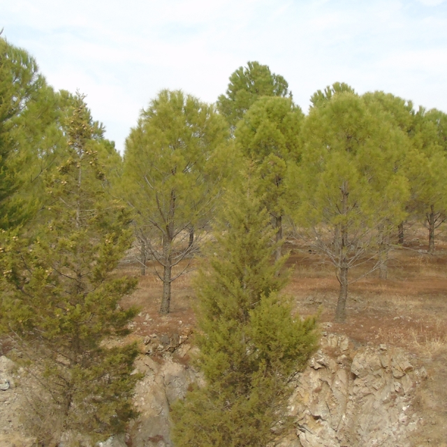 Gaziantep'te atıl alanlar dikilen fidanlarla yeşillendi