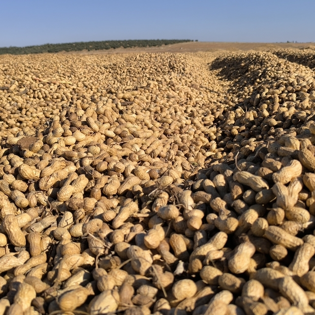 Suruçlu çiftçi alternatif ürün olarak ektiği yer fıstığından iyi sonuç aldı