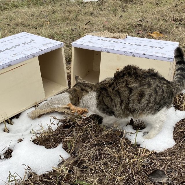 Tokat'ta mobilya fabrikası sokak hayvanları için pati evi yapıyor