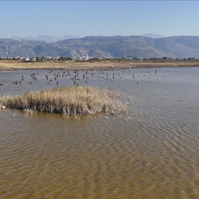 Kuruyan Milleyha Sulak Alanı, eski günlerine döndü