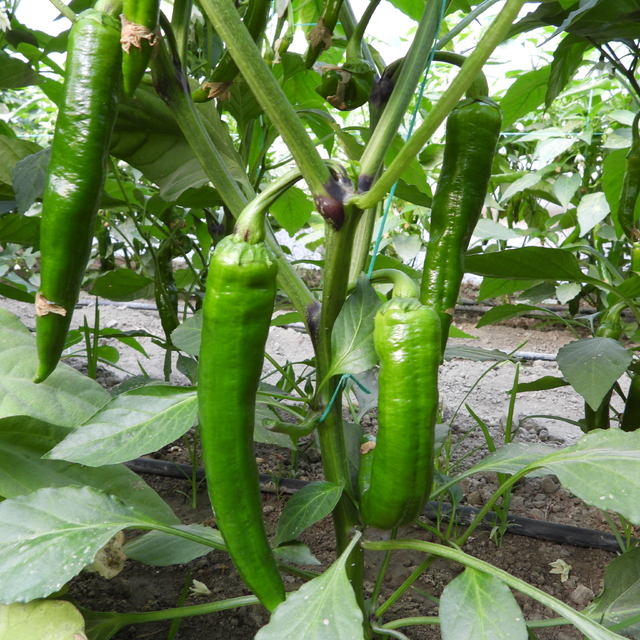 'Türkiye'nin en acı biberi zayıflamaya yardımcı oluyor'