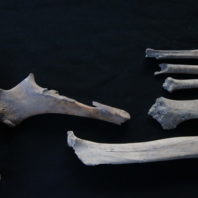 Stratonikeia'da bulunan iskeletlerde arkeogenetik çalışmalar yapılıyor