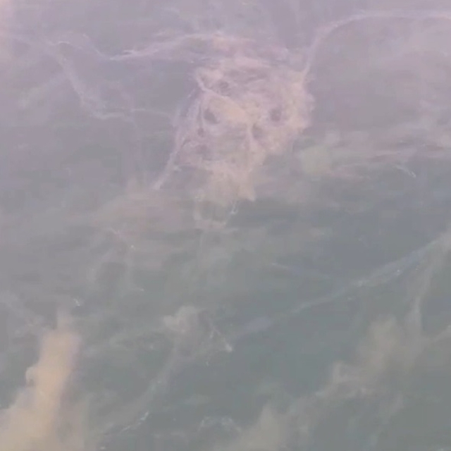 Prof. Dr. Sarı: Müsilaj örümcek ağı gibi bütün Marmara'yı sarmış durumda