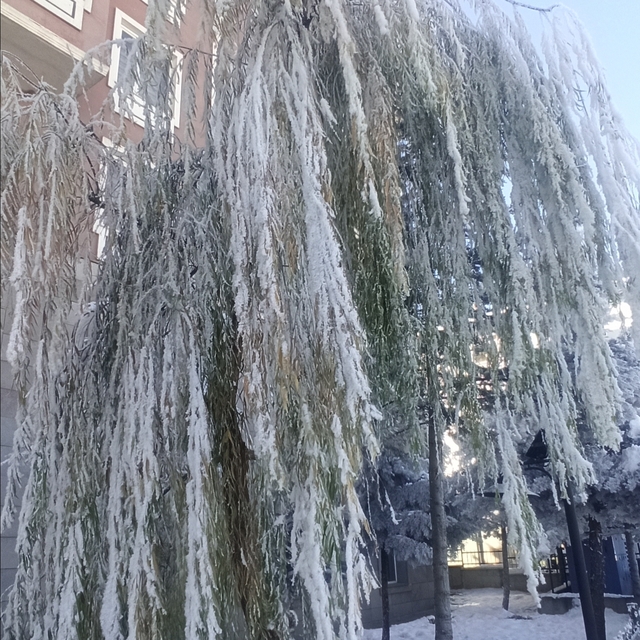 Yeşilyurt'ta soğuk hava etkili oldu