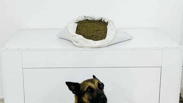 Bingöl'de 7 kilo 683 gram esrar ele geçirildi