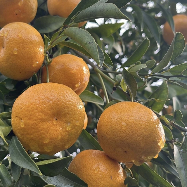 Bodrum'un coğrafi işaretli mandalinası bahçede 10, pazarda 50 liraya satılı...