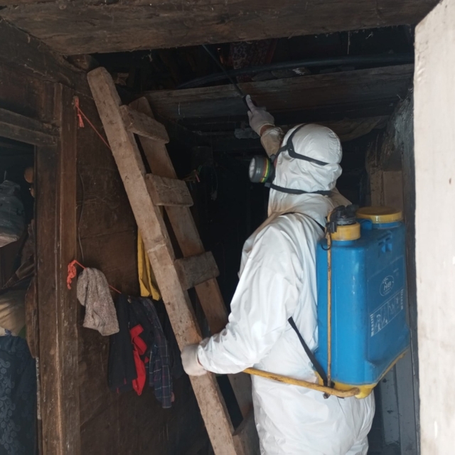 Trabzon'da kahverengi kokarcayla mücadelede çalışmaları devam ediyor