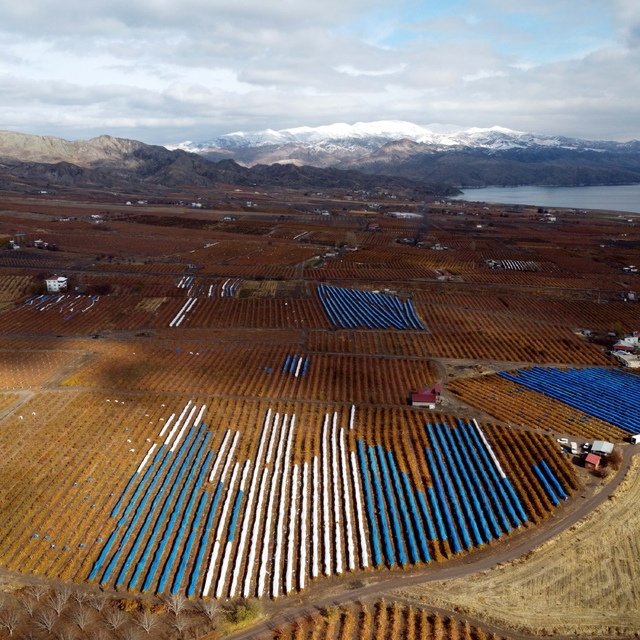 Çevresi karla kaplı ovada brandalar altında üzüm hasadı yapılıyor