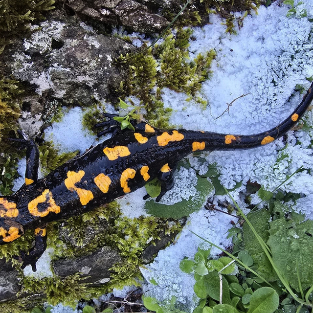 Gaziantep'te nesli tükenme tehlikesi altında olan 'Türk semenderi' görüldü