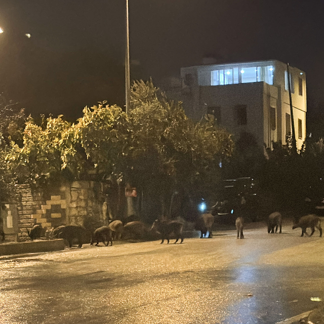 Bodrum'da aç kalan yaban domuzları şehre indi