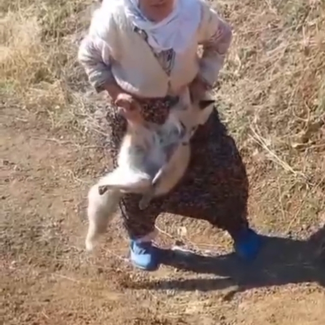 Tavuklarını çalan tilkiyi elleriyle yakaladı, o anlar kamerada