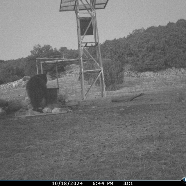 Manisa'da fotokapanla ilk kez 'boz ayı' görüntülendi
