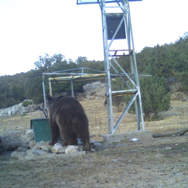 Manisa'da ayı fotokapanla doğal yaşam alanında görüntülendi