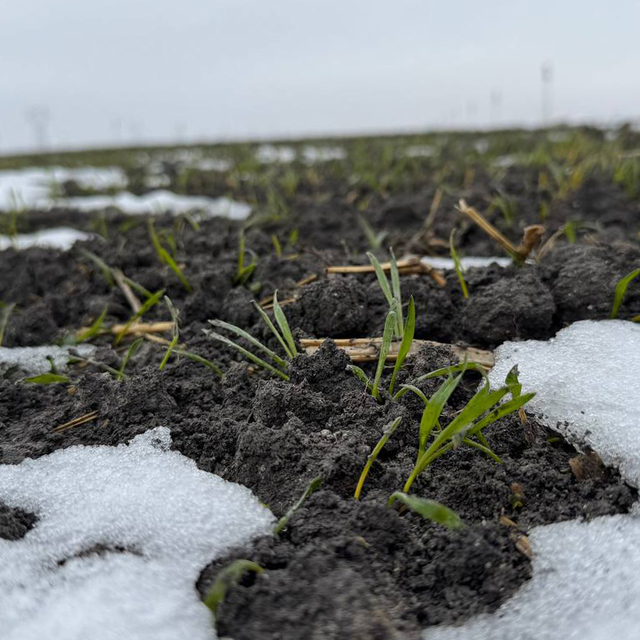 Yağışlar, Konya Ovası'ndaki çiftçiye umut oldu