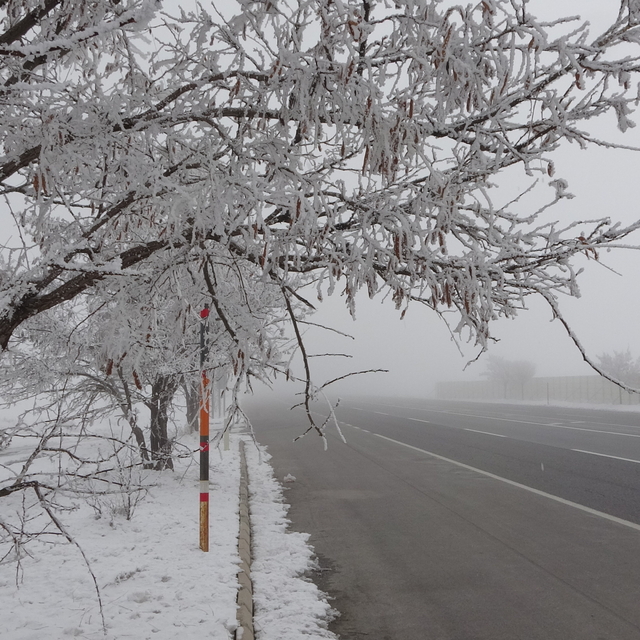 Bitlis eksi 13,8'i gördü; ağaçlar kırağı ile kaplandı