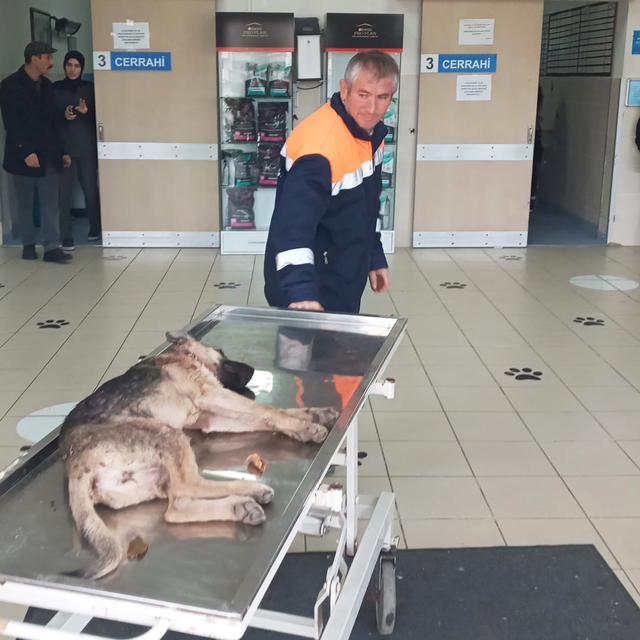 Yakakent Belediyesi çalışanları kazada yaralanan köpeği hayvan hastanesine...