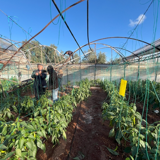 Antalya'da  dolu ve sağanak seralara zarar verdi