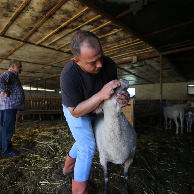 15 koyunla hayvancılığa başlayan genç sürü sahibi oldu