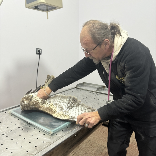 Trabzon'da tedavisi tamamlanan şahin doğaya salındı