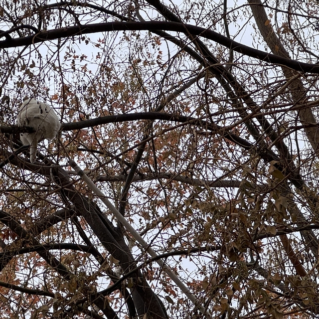 Konya'da ağaçta mahsur kalan kediyi itfaiye kurtardı