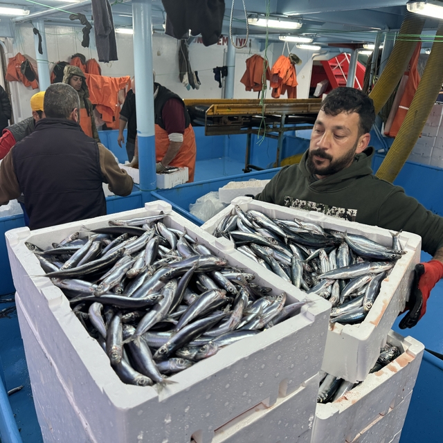 Destek ödemelerinin artması Doğu Akdeniz'de balon balığı avcılığını yaygınl...