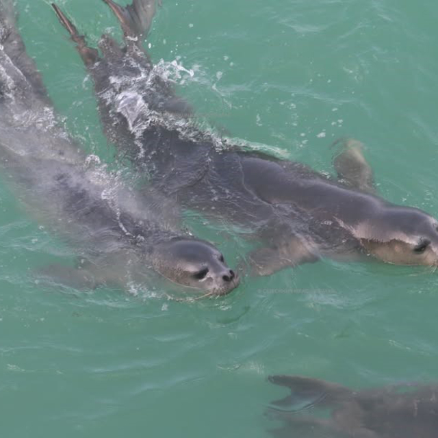 Nesli tehlike altındaki Akdeniz foklarının sayısı 900'e yükseldi