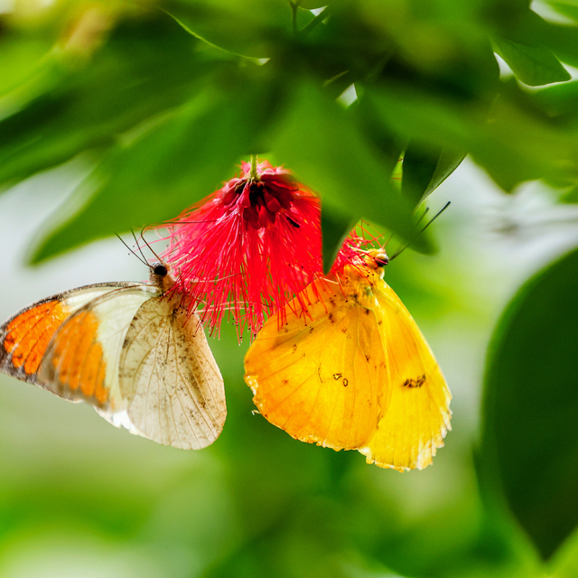 Tropikal bahçede 10 bin kelebek Şebiarus'ta kozasından çıkacak