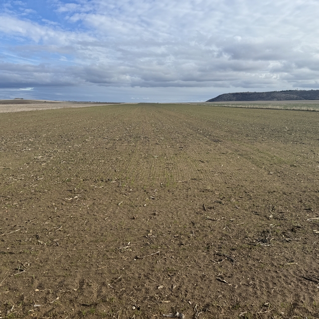 Trakya'da son yağışlar kuru toprağa ekilen buğdayın çimlenmesine yetti