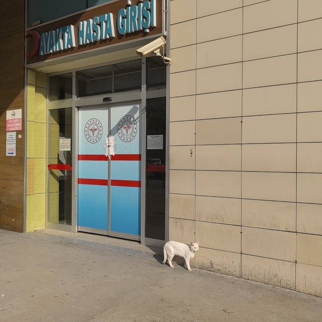 Bacağı kırılan kedi, hastanenin acil servisine geldi