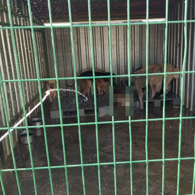 Gemlik'te hayvan bakım evinde aç kalan köpekler, ölen köpeği yedi; o anlar...