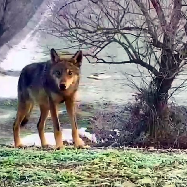 Kara yoluna inen kurt, cep telefonu ile görüntülendi