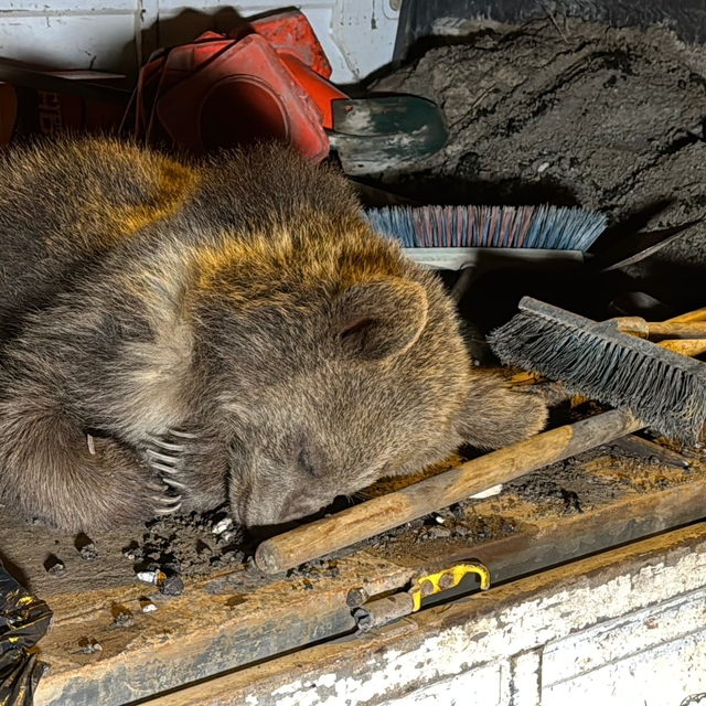 Bartın'da aracın çarptığı yavru ayı öldü