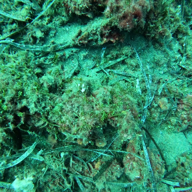 'Ege'de yerli makroalg ve deniz çayırları tehlike altında'