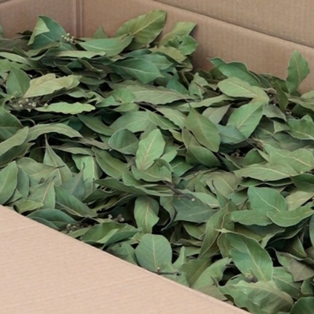 Dünyanın defne ihtiyacının yüzde 95'ini Türkiye karşılıyor