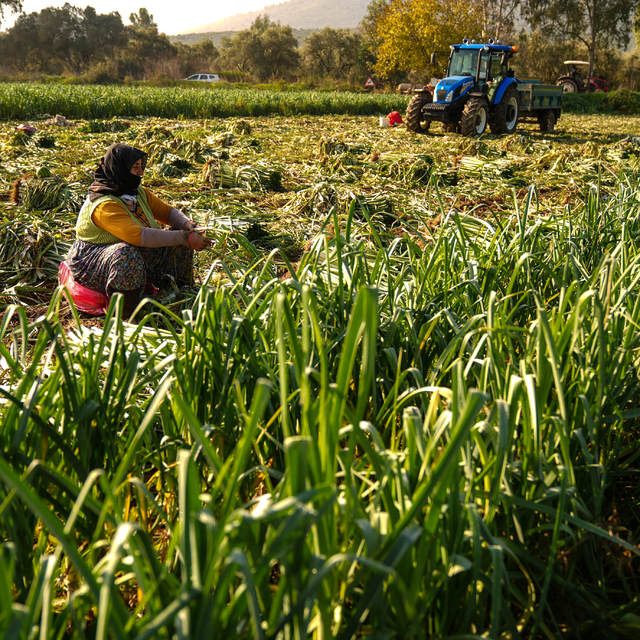 Kışlık sebze, hava şartları nedeniyle pazar tezgahına gecikmeli çıktı