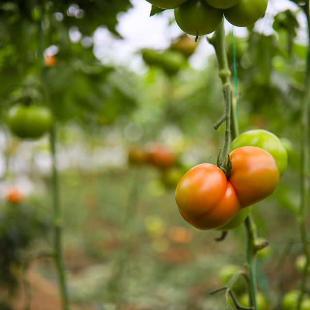 Domatesin fiyatı seradan markete yüzde 175 artıyor