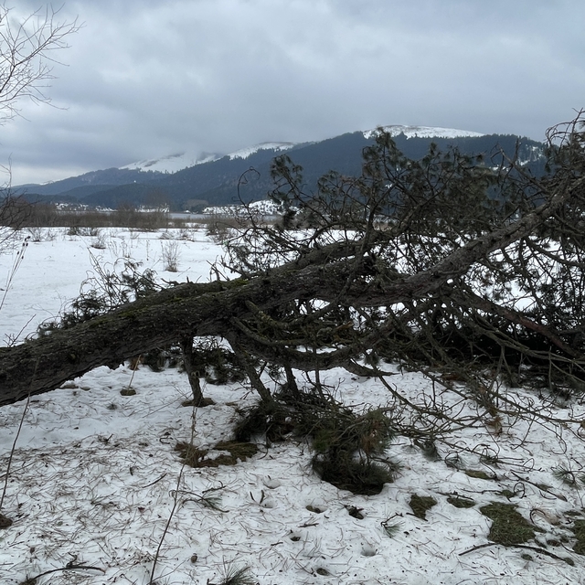Kuvvetli rüzgar Abant'taki bazı ağaçları devirdi