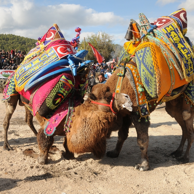 Antalya'da develer güreştirildi
