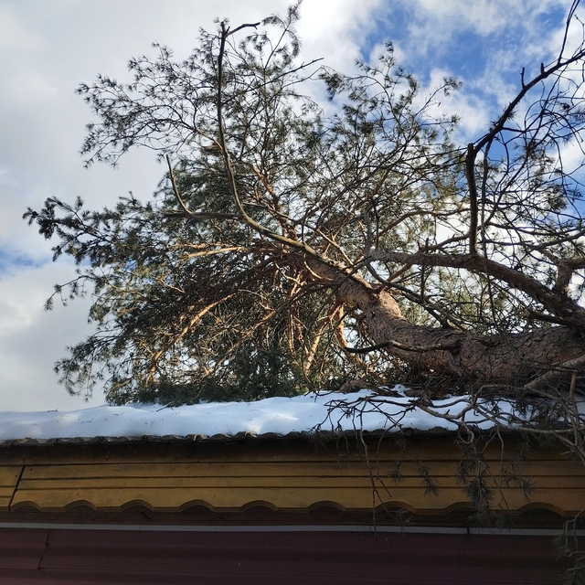 Devrilen ağacın dallarını keserken düşüp öldü